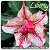 Rosa do Deserto Muda de Enxerto - Liberty (RC115) - Flor Dobrada - Imagem 1