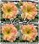 Rosa do Deserto Muda de Enxerto - RC-142 - Flor Tripla - Imagem 1