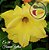 Rosa do Deserto Muda de Enxerto - EV-059 - Forever Yellow - Flor Dobrada - Imagem 1