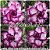 Rosa do Deserto Enxerto - Carnation II - Imagem 1