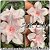 Rosa do Deserto Muda de Enxerto - Pink Lily (RC080) - Flor Dobrada - Imagem 1