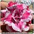 Rosa do Deserto Muda de Enxerto - Miss Dalilla - Flor Tripla - Imagem 1