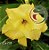 Rosa do Deserto Muda de Enxerto - EV-138 Flor Dobrada - Imagem 1