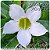 Rosa do Deserto Muda de Enxerto - EVB-026 Little White - Imagem 1