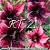 Rosa do Deserto Muda de Enxerto - RT-21 - Flor Simples - Imagem 1