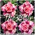 Rosa do Deserto Muda de Enxerto - The Bell - Flor Dobrada - Imagem 1
