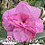 Rosa do Deserto Enxerto - EV-005 - Imagem 1