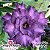 Rosa do Deserto Enxerto EV-038 Purple Blue - Imagem 1