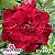 Rosa do Deserto Enxerto EV-065 Etna - Imagem 1