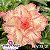 Rosa do Deserto Enxerto EV-078 Filó - Imagem 1