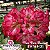 Rosa do Deserto Enxerto EV-169 Pom Pom Bouquet - Imagem 1
