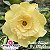 Rosa do Deserto Enxerto EV-170 Bridal Bouquet - Imagem 1