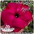 Rosa do Deserto Enxerto - Swazicum Apple - Imagem 1