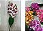Haste Artificial de Orquídea Phalaenopsis Branca com Miolo Roxo e Botões Verdes - Imagem 1