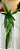 Ramo Pendente Samambaia Selvagem Decorativa - Imagem 1