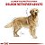 Ração Royal Canin para Cães Adultos da Raça Golden Retriever 12 Kg - Imagem 5