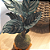 Maranta Riscada - Imagem 3