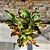 Croton Parafuso - Imagem 2