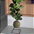 Ficus Lyrata Bambino - Imagem 2