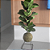 Ficus Lyrata Bambino - Imagem 1