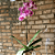 Orquídea Phalaenopsis - Imagem 1