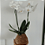 Orquídea Phalaenopsis - Imagem 2