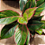 Aglaonema - Imagem 2