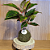 Aglaonema - Imagem 1