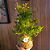 Bonsai Romã - Imagem 2