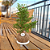 Bonsai Romã - Imagem 1