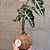 Alocasia Amazonica - Imagem 1