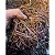 Minhocas Africanas Para Pesca - 1 LITRO - Imagem 2