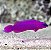 Pseudochromis Fridmani - Imagem 1