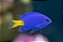 Donzela Yellow tail - Imagem 1