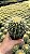 Assento de sogra - Echinocactus grusonii - Imagem 1