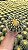 Assento de sogra - Echinocactus grusonii - Imagem 4
