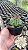 Gymnocalycium anisitsii Pt11 - Imagem 1
