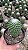 Mammillaria toluca Pt11 - Imagem 1