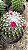 Mammillaria toluca Pt11 - Imagem 2