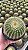 Eriocactus claviceps - Imagem 2