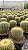 Eriocactus claviceps - Imagem 3