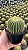 Eriocactus claviceps - Imagem 1