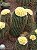 Eriocactus claviceps - Imagem 5