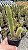 Rabo de Gato - Cleistocactus winteri Pt11 - Imagem 1