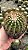 Parodia horstii (Notocactus horstii) Pt11 - Imagem 1