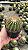 Parodia horstii (Notocactus horstii) Pt11 - Imagem 3