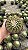 Parodia horstii (Notocactus horstii) Pt11 - Imagem 4