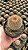 Notocactus schlosseri Pt11 - Imagem 1
