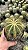 Eriocactus magnificus Pt11 - Imagem 1