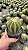 Eriocactus magnificus Pt11 - Imagem 3